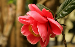 Kỹ thuật trồng hoa Hải đường đúng cách và năng suất cao